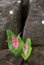 Caladium leaves in rock