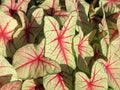 Caladium Leaves During Summer