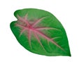 Caladium leaves