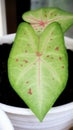 Caladium leopard or miss muffet with red dot and the green leave beautiful young leave