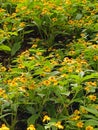 Caladium mandova or little sunflower thrives in the garden