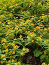 Caladium mandova or little sunflower thrives in the garden