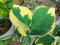 Caladium mikey mouse Royalty Free Stock Photo