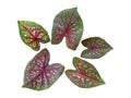 Caladium multicolor leaves red, pink, green and brown color by closeup texture and isolated with clipping path on white background Royalty Free Stock Photo