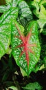 caladium ornamental plant Red gerat Royalty Free Stock Photo