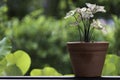 A caladium plant with light pink curled leaves in an earthenware pot