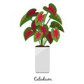 Caladium plant in pot icon