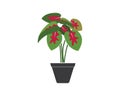 caladium plant in pot icon logo vector illustration design