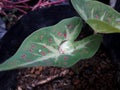 Caladium plante in the garden