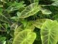 caladium plants in the garden Royalty Free Stock Photo