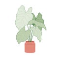Caladium, potted green-leaf plant. Big houseplant growing in planter. Elephant ear, house vegetation with heart-shaped