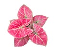 Caladium Queen of the Leafy Plants top view isolate on white background Royalty Free Stock Photo