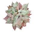 Caladium Queen of the Leafy Plants top view isolate on white background