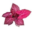 Caladium Queen of the Leafy Plants top view isolate on white background Royalty Free Stock Photo