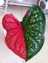 Caladium red baret plant with wide leaves and a combination of red and green colors