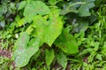 Caladium Scientific name: Caladium bicolor Vent