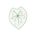 Caladium Strawberry Star, white leaf with pink spots