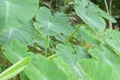 Caladium The tropical plant grown primarily for its edible corms, the root vegetables Royalty Free Stock Photo