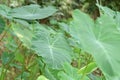 Caladium The tropical plant grown primarily for its edible corms, the root vegetables Royalty Free Stock Photo