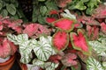 Caladium is a unique plant with large leaves