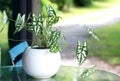 Caladium in the white pot