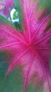 Caladium (Heart of Jesus, Angel Wings, or Elephant Ear) Plant Leaf.