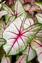 Caladiums Royalty Free Stock Photo