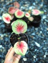 Caladium bicolor or qeen of leaves in pot