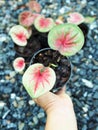 Caladium bicolor or qeen of leaves in pot