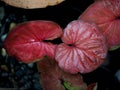 Caladium bicolor or qeen of leaves in pot