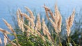 Calamagrostis arundinacea on the lake shore, background.