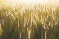 Calamagrostis arundinacea at sunset field