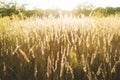 Calamagrostis arundinacea at sunset field