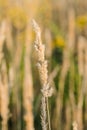 Calamagrostis arundinacea at sunset field