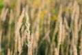 Calamagrostis arundinacea at sunset field