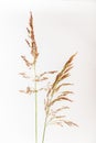 Calamagrostis canadensis - Poaceae - Bluejoint Royalty Free Stock Photo