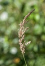 Calamagrostis canadensis - Poaceae - Bluejoint - Flowering Royalty Free Stock Photo