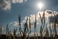 Calamagrostis epigeios plants against a sun in autumn scenery