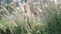 Calamagrostis epigeios wood small-reed, bushgrass. Wind. Shade to sunlight