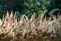 Calamagrostis epigejos bushgrass