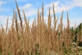 Calamagrostis epigejos grows in the wild Royalty Free Stock Photo
