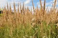 Calamagrostis epigejos grows in the wild