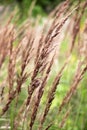 Calamagrostis epigejos grows in the wild Royalty Free Stock Photo
