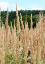 Calamagrostis epigejos grows in the wild Royalty Free Stock Photo
