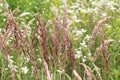 Calamagrostis epigejos grows in the wild Royalty Free Stock Photo