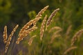 Calamagrostis epigejos (L.) Roth, Plants wood small-reed or shrubby Wild grass meadow ornamental Karl Foerster Royalty Free Stock Photo