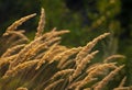 Calamagrostis epigejos (L.) Roth, Plants wood small-reed or shrubby sunlight Wild grass meadow ornamental Karl Foerster Royalty Free Stock Photo