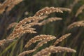 Calamagrostis epigejos (L.) Roth, Plants wood small-reed or shrubby sunlight Wild grass meadow ornamental Karl Foerster Royalty Free Stock Photo