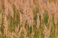 Calamagrostis epigejos - perennial steppe cereal plant in autumn