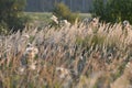 Calamagrostis epigejos - perennial steppe cereal plant in autumn